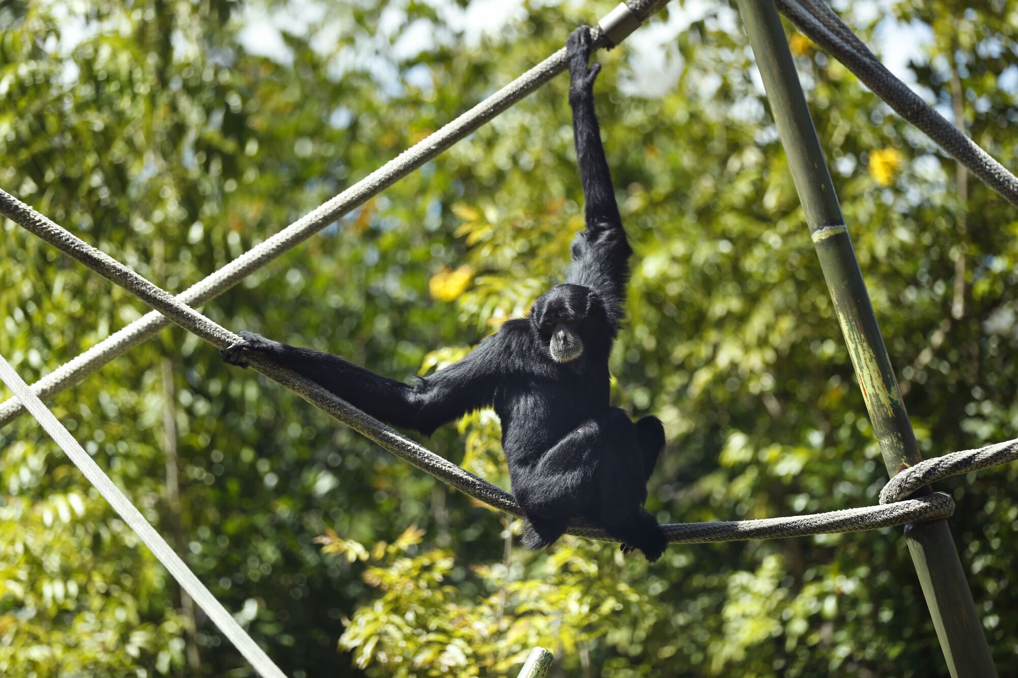 A siamang sits on a structure at the San Diego Zoo on May 19, 2020. The zoo has been closed during the coronavirus pandemic but workers have been caring for the animals.