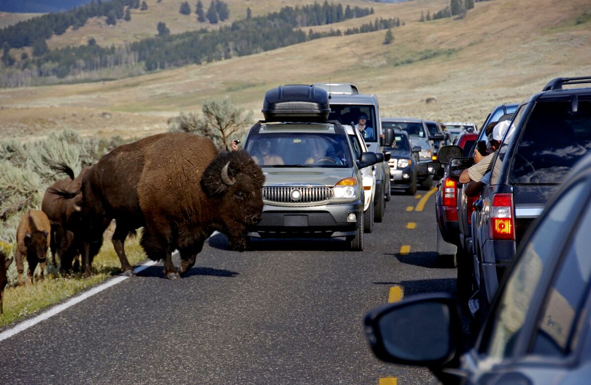 A large bison blocks traffic as crowds of tourists take photos in the Lamar Valley of Yellowstone National Park, Wyo. The park's superintendent says he's being forced out for what appear to be punitive reasons following disagreements with the Trump administration over how many bison the park can sustain.