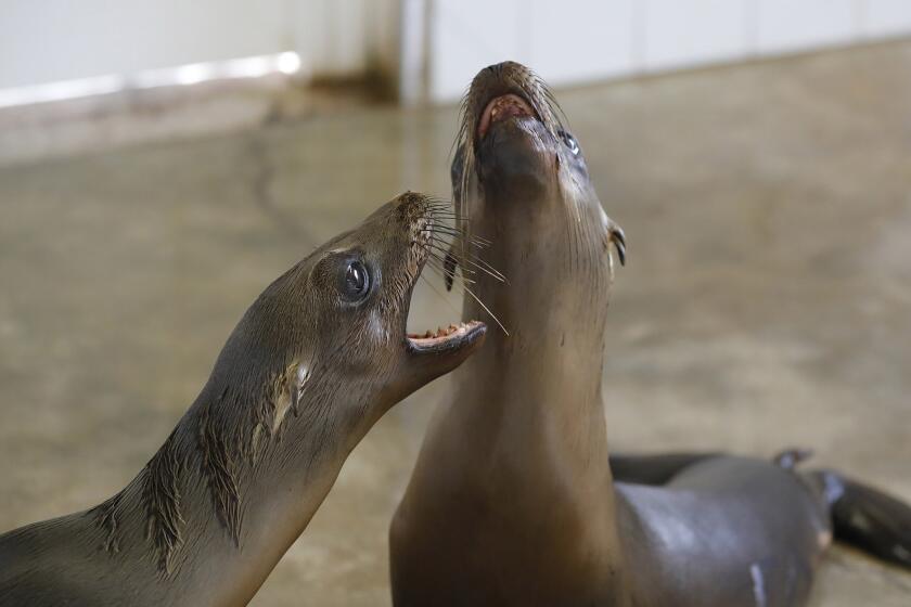 Two sea lions play in a recovery pen at the Pacific Marine Mammal Center on Tuesday.
