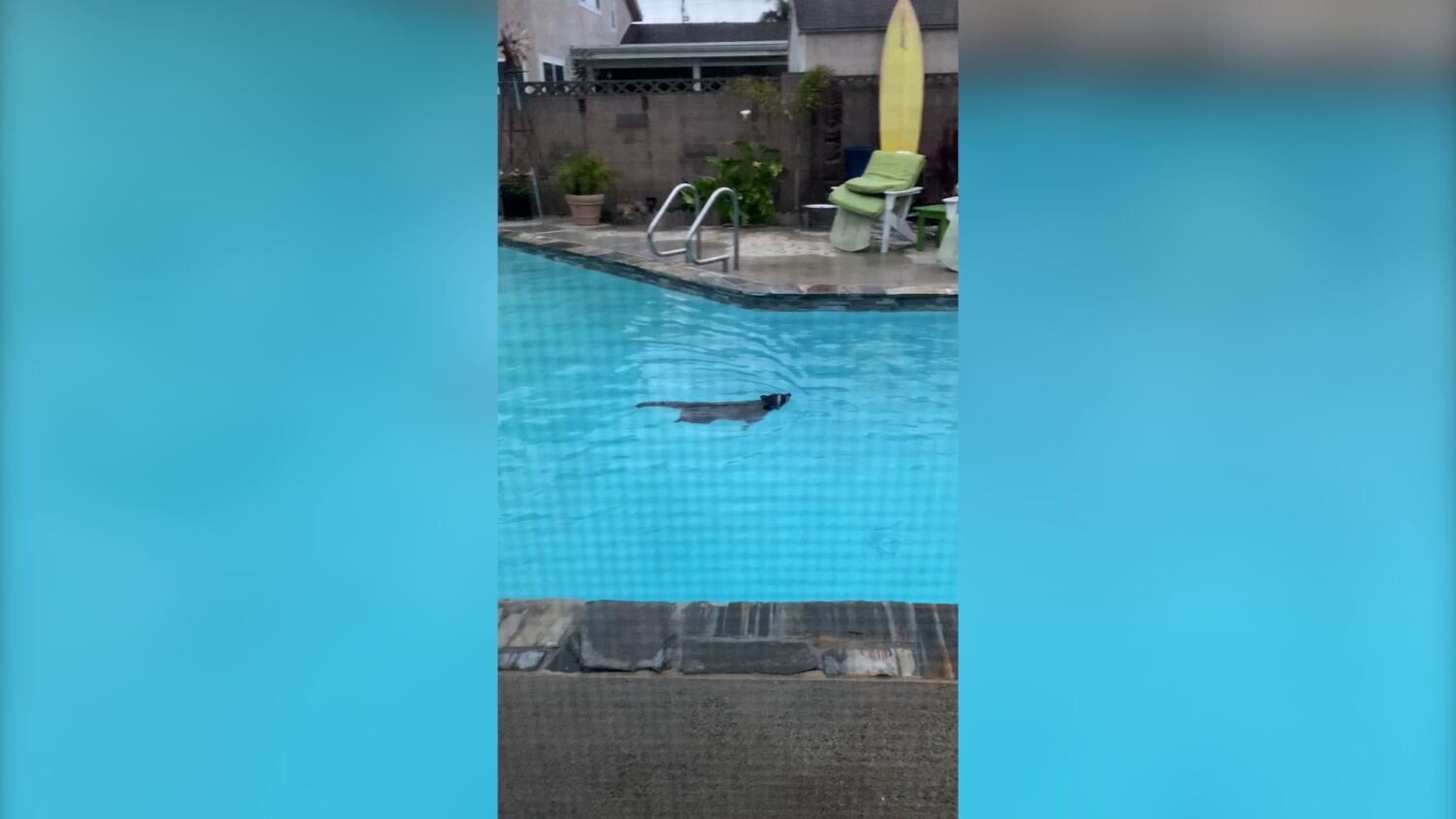 Raccoons throw a pool party at Orange County home 