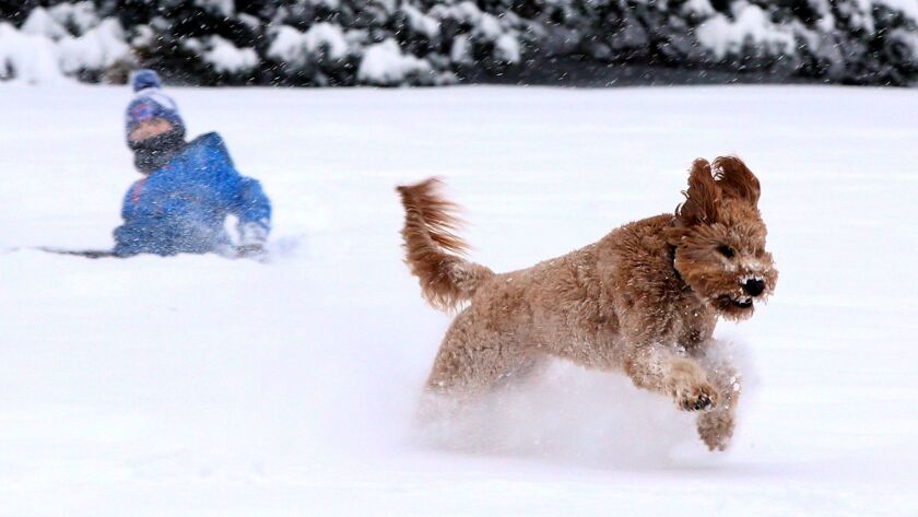 Will Monk, 8, plays with his dog Zoey, a 2-year-old goldendoodle, in his backyard in Barrington, Ill., on Friday.