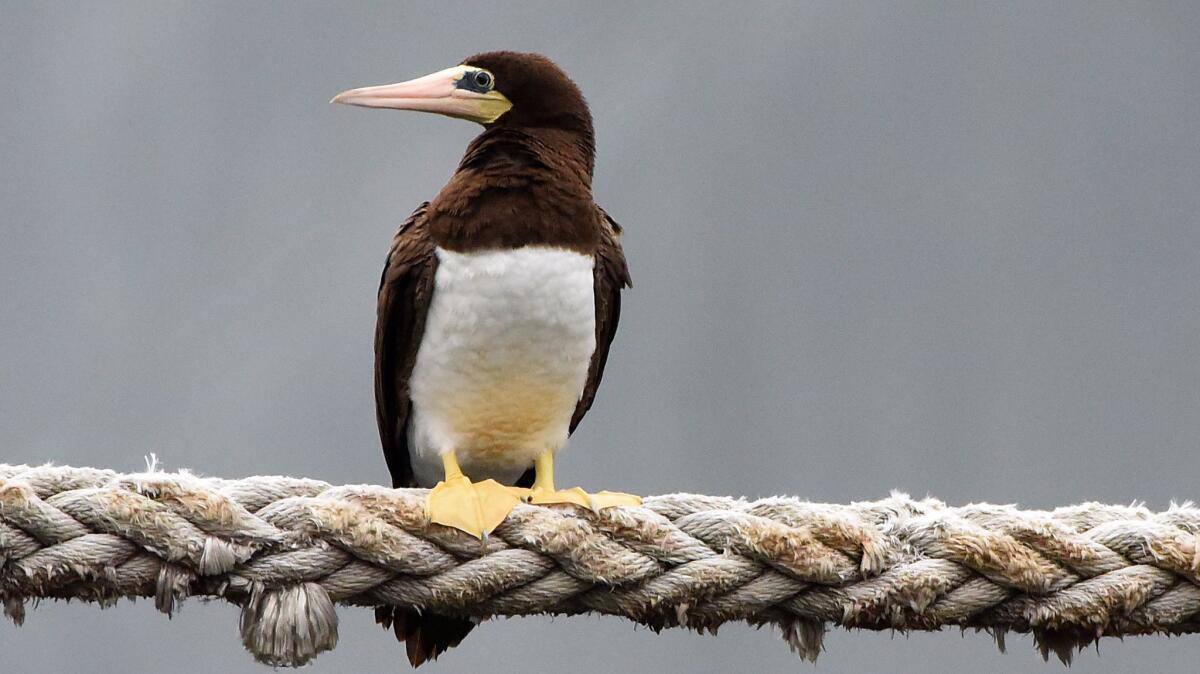 A seabird known as the brown booby is nesting for the first time in California's Channel Islands National Park. This brown booby was photographed on a mooring line in Baltimore's Inner Harbor.