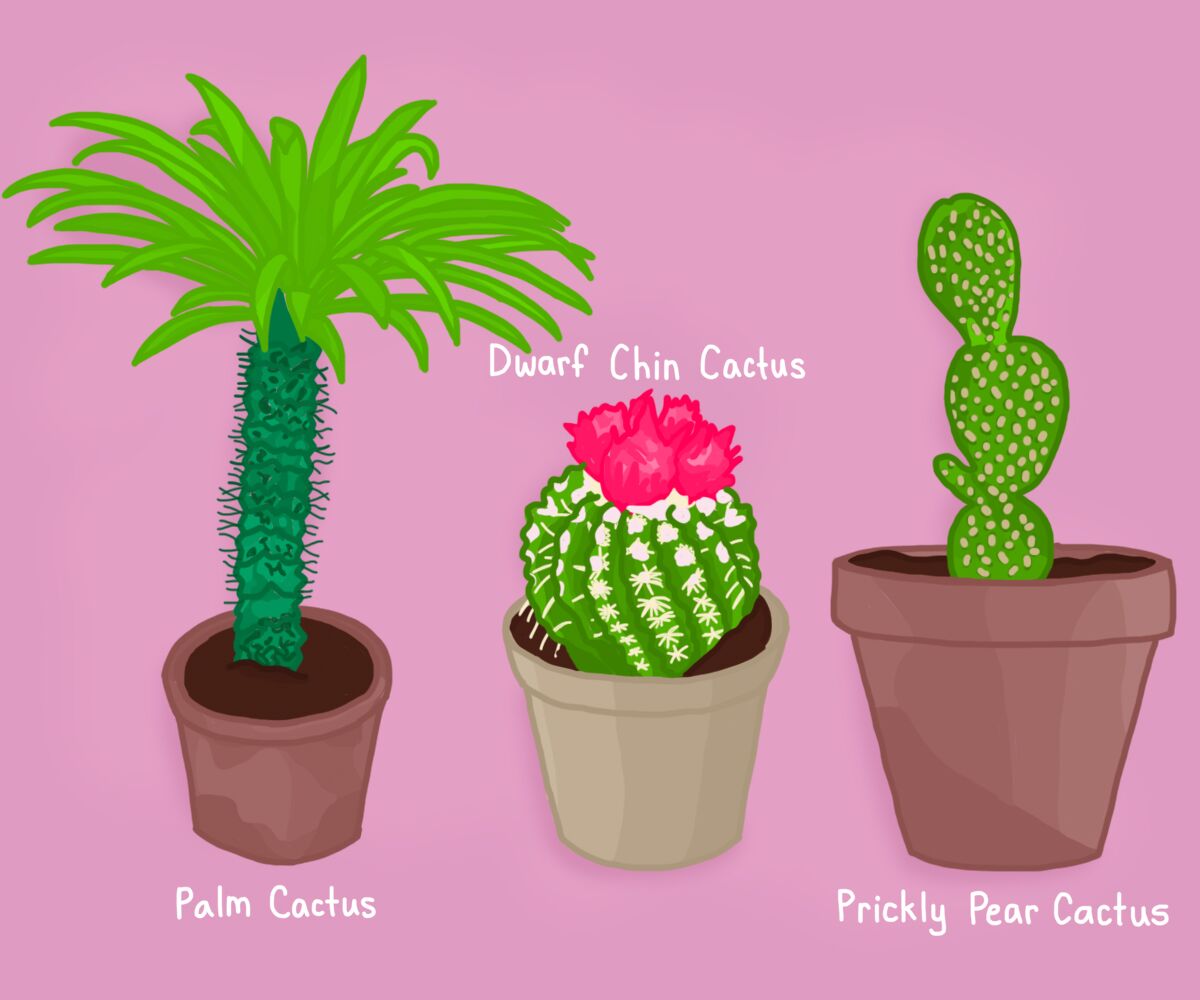 An illustration of a palm cactus, flowering dwarf chin cactus and a prickly pear cactus.