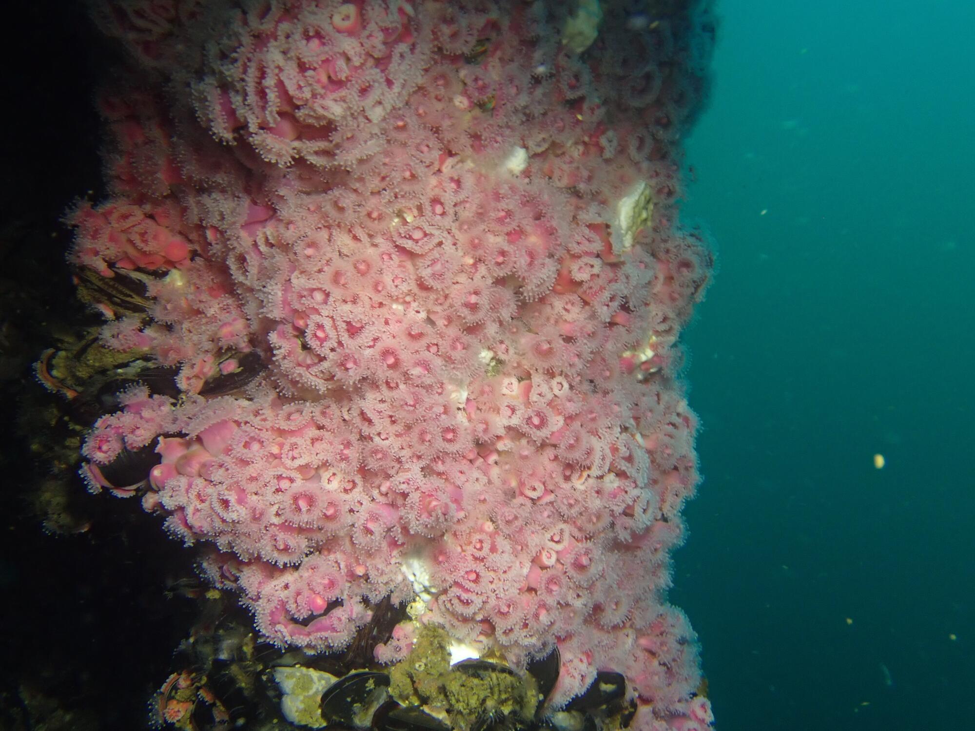 Strawberry anemones cling to the oil platforms Ellen and Elly off the Southern California coast.