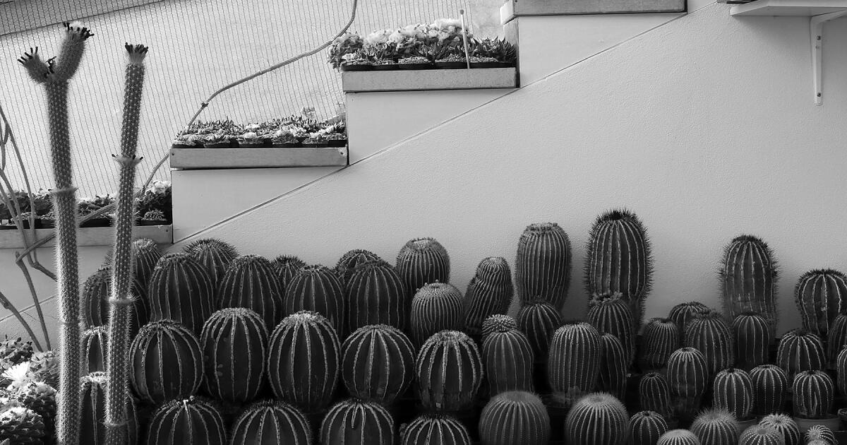 Autor knihy „Lovci kaktusů“ Jared Margulis hovoří o nelegálním obchodu s mízou