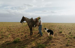 A rancher tends to a horse as his dog looks on.