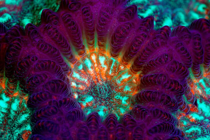 "Live Green Brain Coral," an image by James Nicholson, is one of nine in this year's "Art of Science" exhibit 