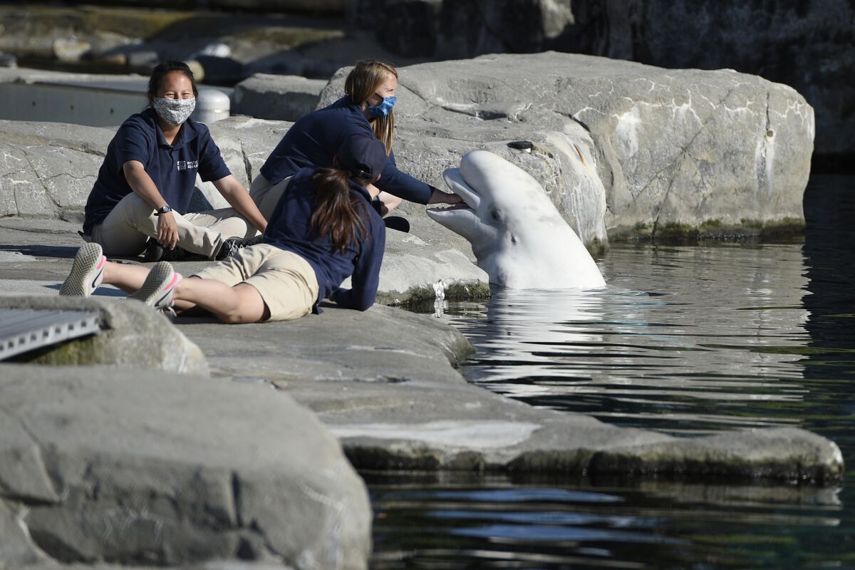 FILE - In this Friday, May 14, 2021 file photo, Mystic Aquarium trainers play with a Beluga whale in Mystic, Conn. One of five beluga whales acquired from an aquarium in Canada after a legal fight with animal rights activists has died at its new home in Connecticut. (AP Photo/Jessica Hill, File)