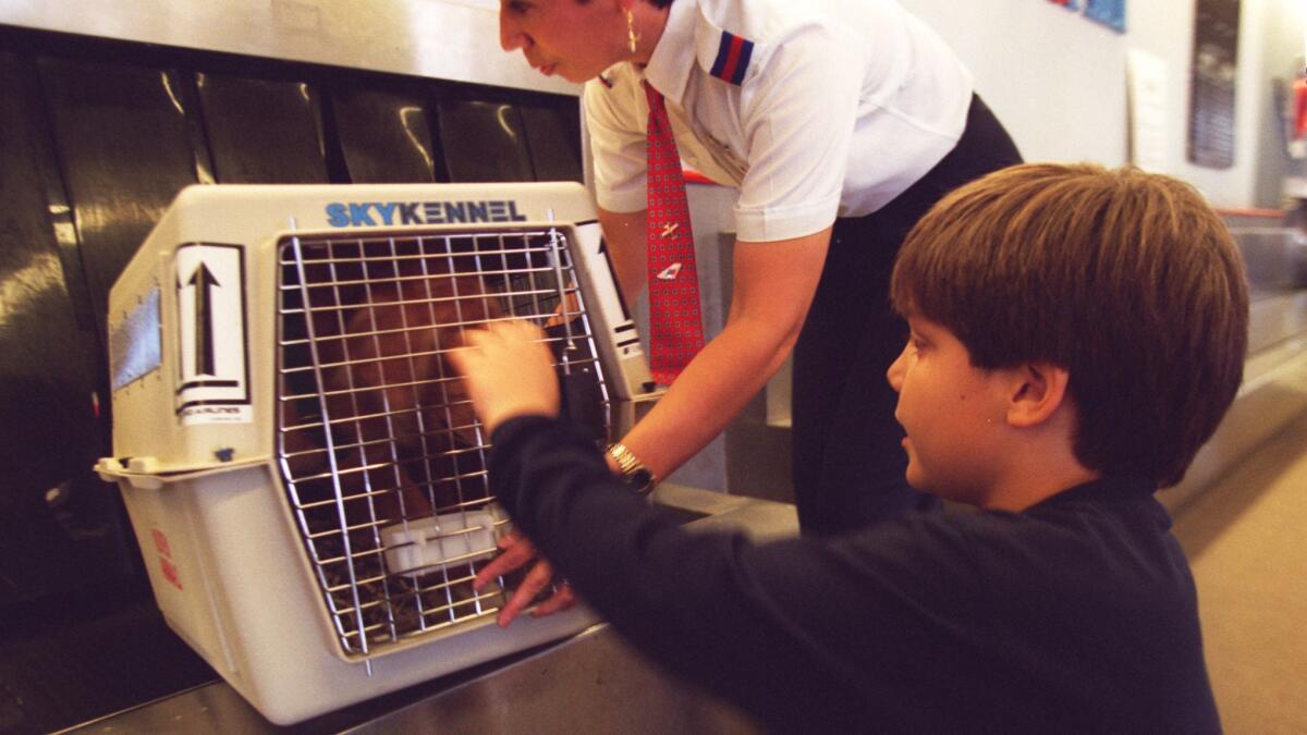 Chris Populus, 8, sees off the family dog, Dodger, as a United Airlines employee loads the pet for its flight from John Wayne Airport. (Julia Cheng / Los Angeles Times)