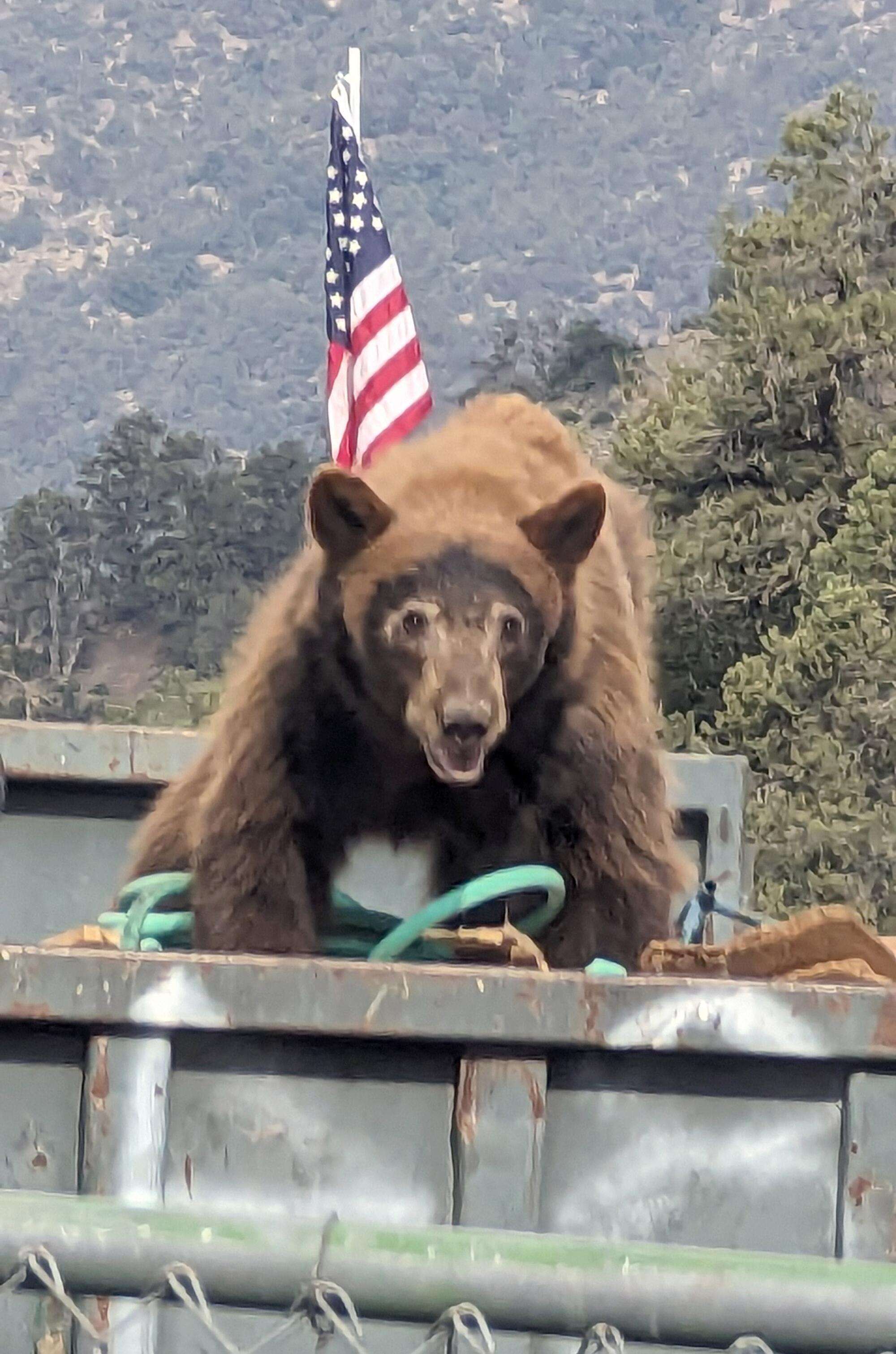 A brown bear atop a dumpster, with a U.S. flag and mountains in the background