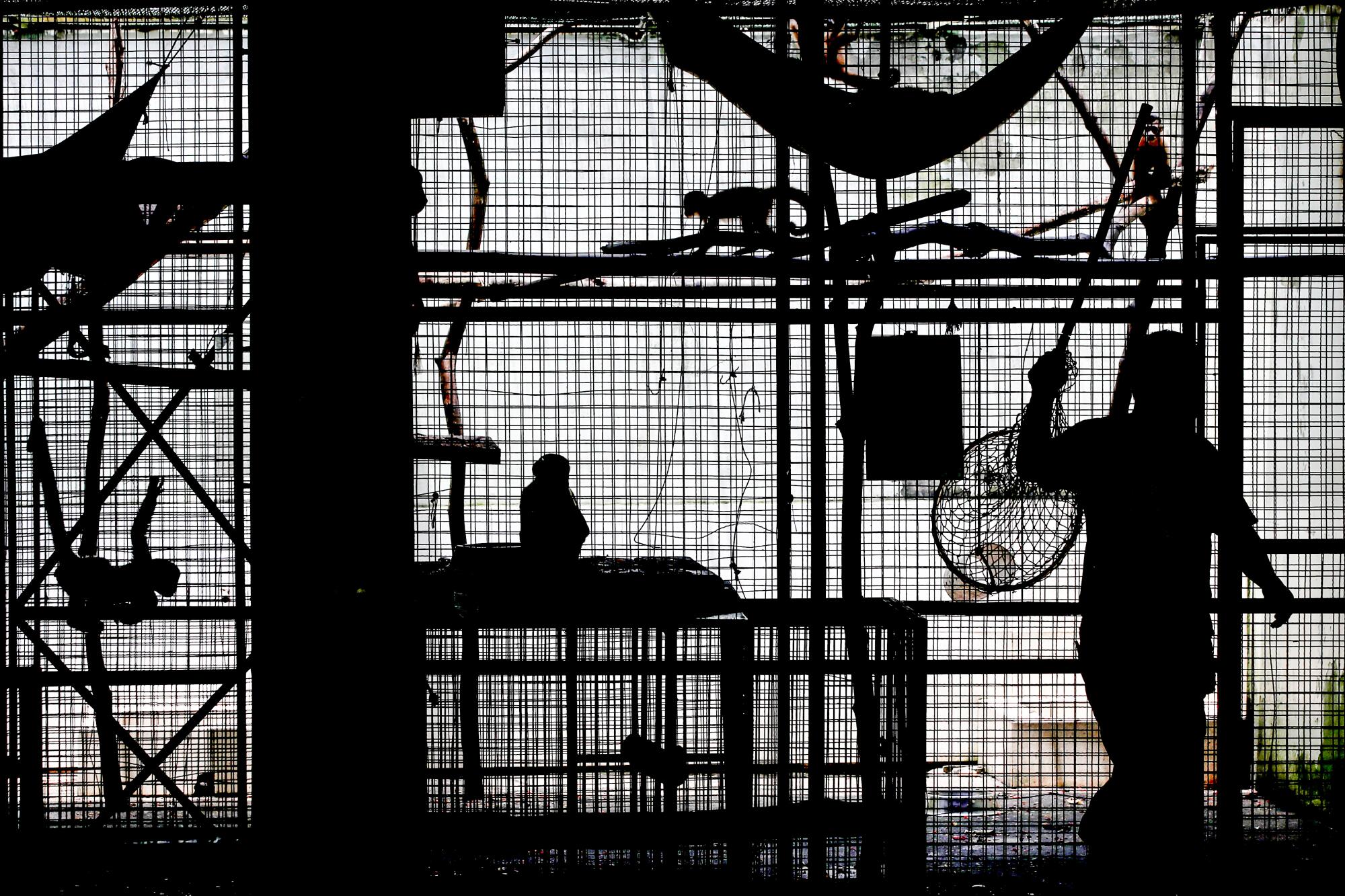 A silhouette of a worker tending to caged primates 