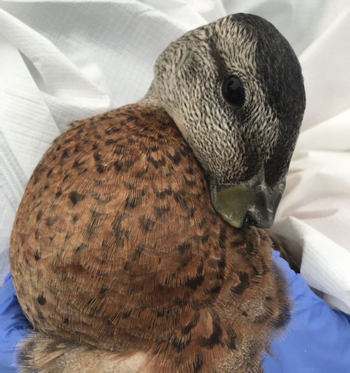 A mallard with beak removed.