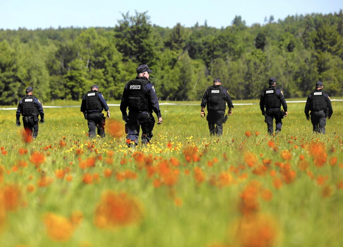 Law enforcement officers walk a field in Saranac, N.Y., searching for two escaped prisoners who remain at large after more than a week.