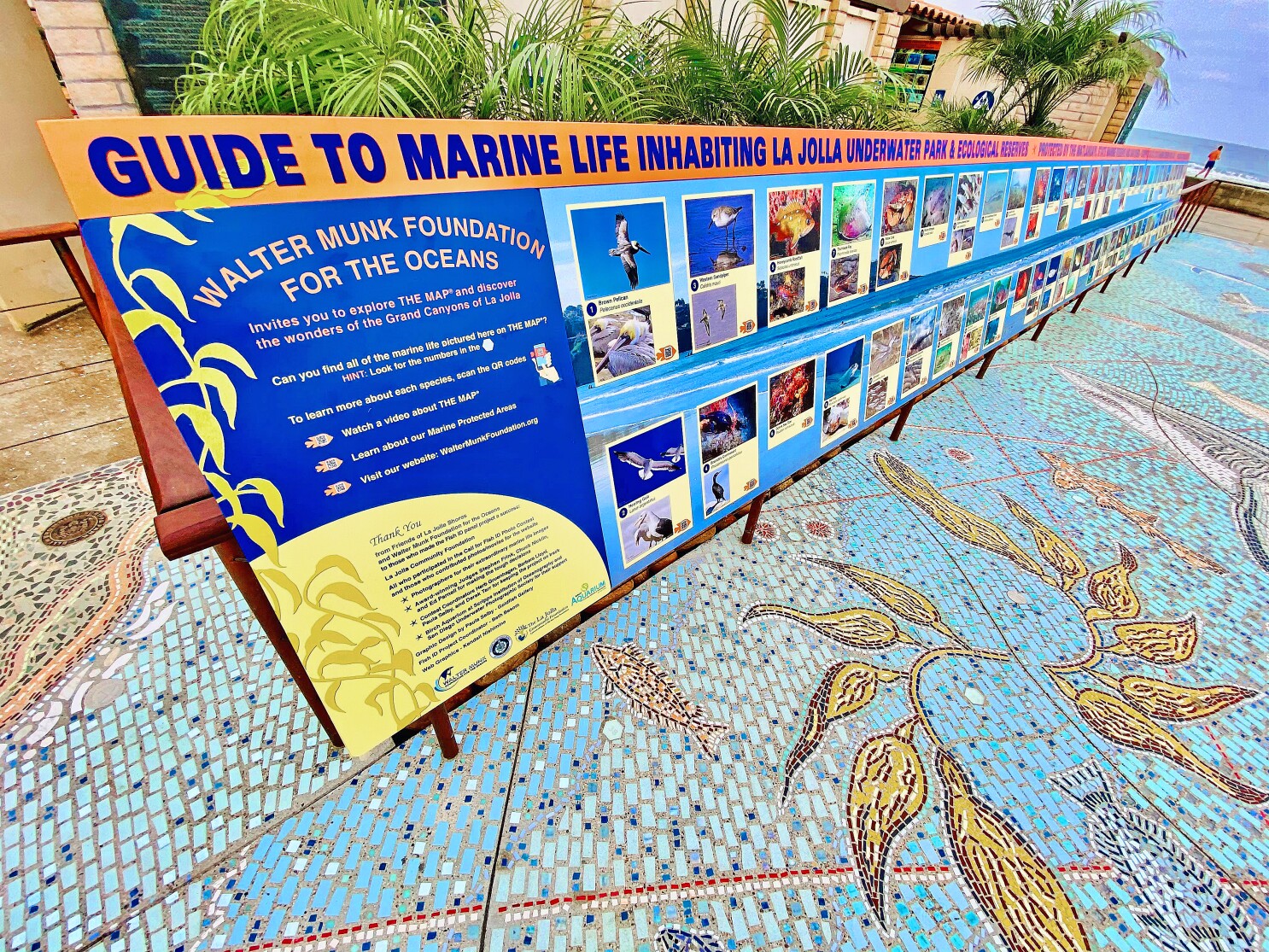 Map of the Grand Canyons of La Jolla's marine mosaic opens to the