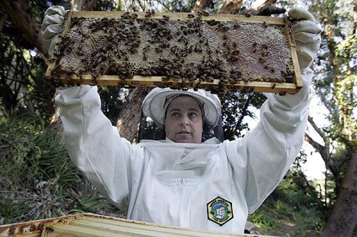 Amy Seidenwurm, pictured, and her husband, Russell Bates, are urban beekeepers who have 50,000 honeybees in the backyard of their Silver Lake home.