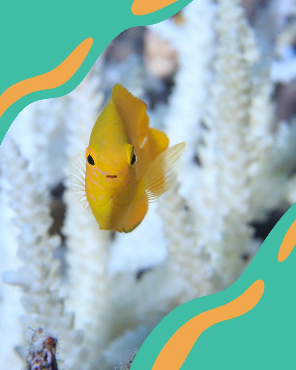 A fish swims near bleached coral in Australia's Great Barrier Reef.