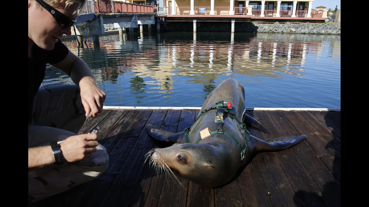 Navy dolphins and sea lions