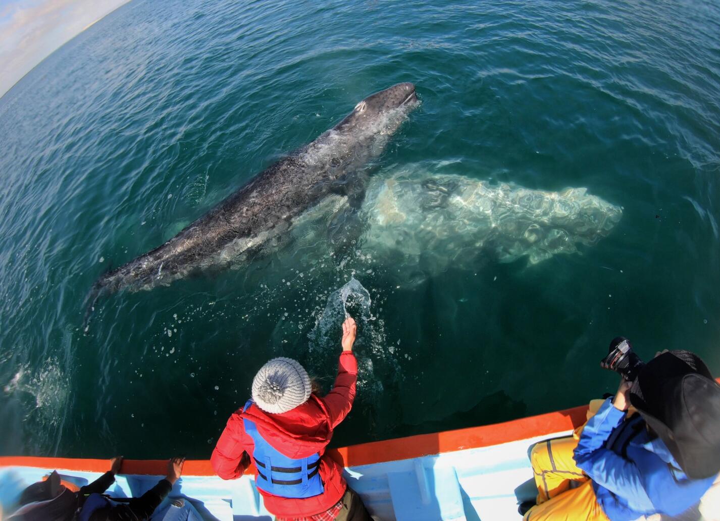 The Mystery of Alaska's Disappearing Whales