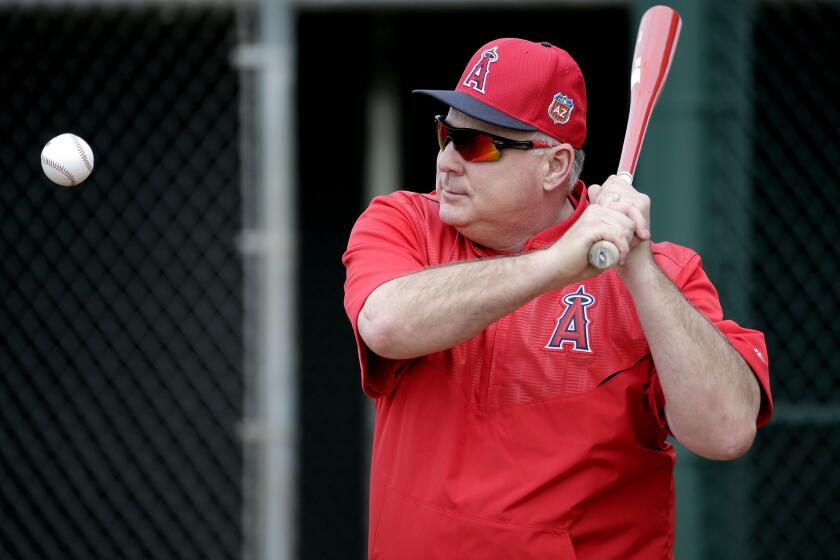 Angels Manager Mike Scioscia hits to players during a spring training workout on Feb. 19.