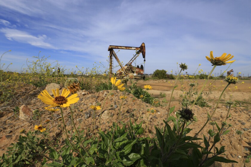 An oil rig is seen in the distance, with yellow flowers in the foreground and blue sky above.