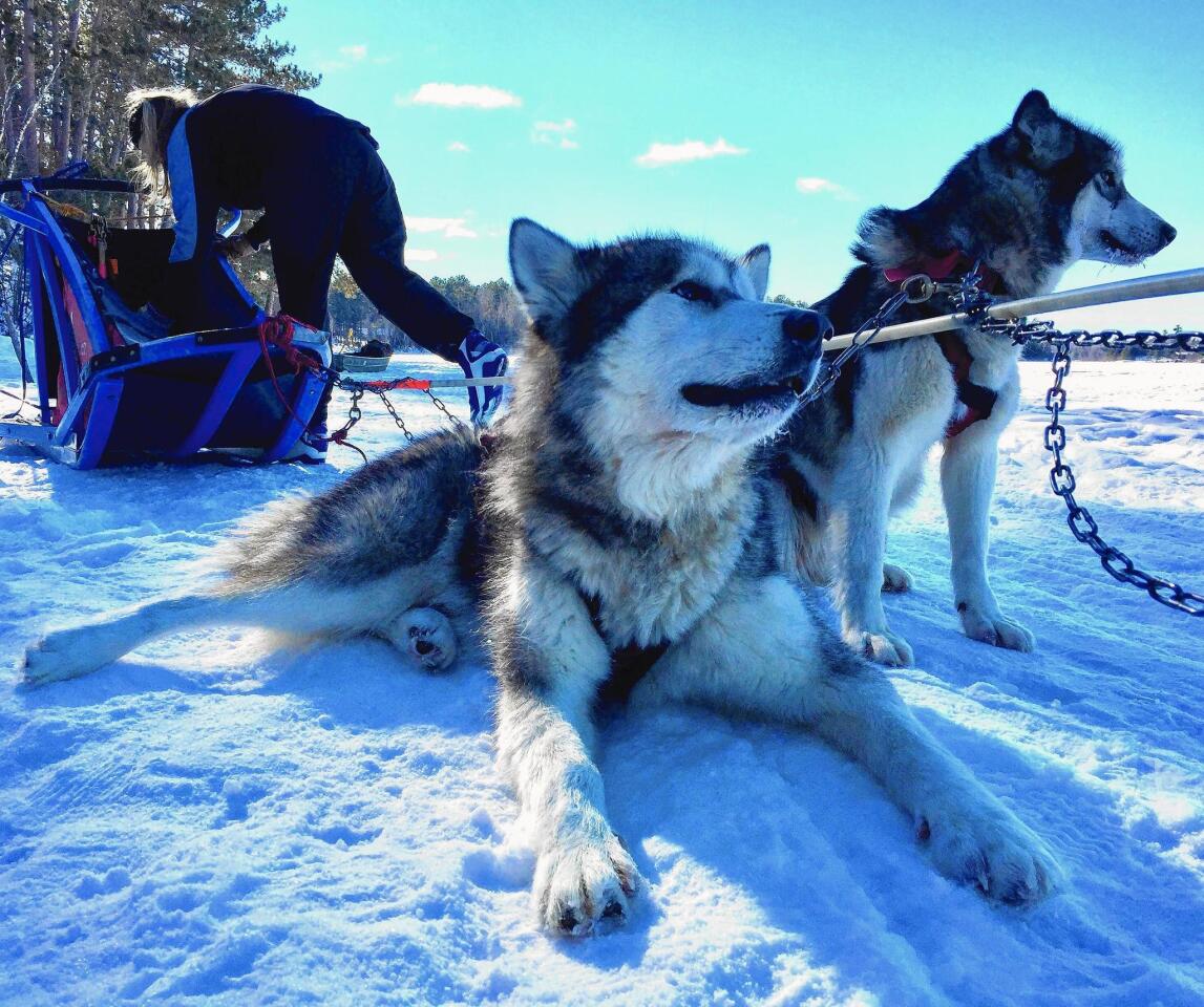 Canadian Inuit dogs from Wintergreen Dogsled Lodge take a rest after pulling a sled across White Iron Lake in northern Minnesota.