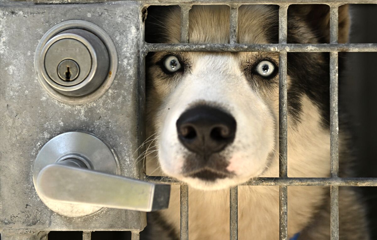 A dog looks through a kennel door.