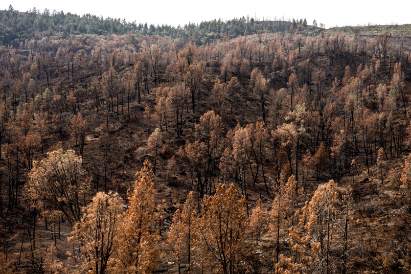 Fire scars along Butts Canyon Road where housing development was being considered in Middletown, California.