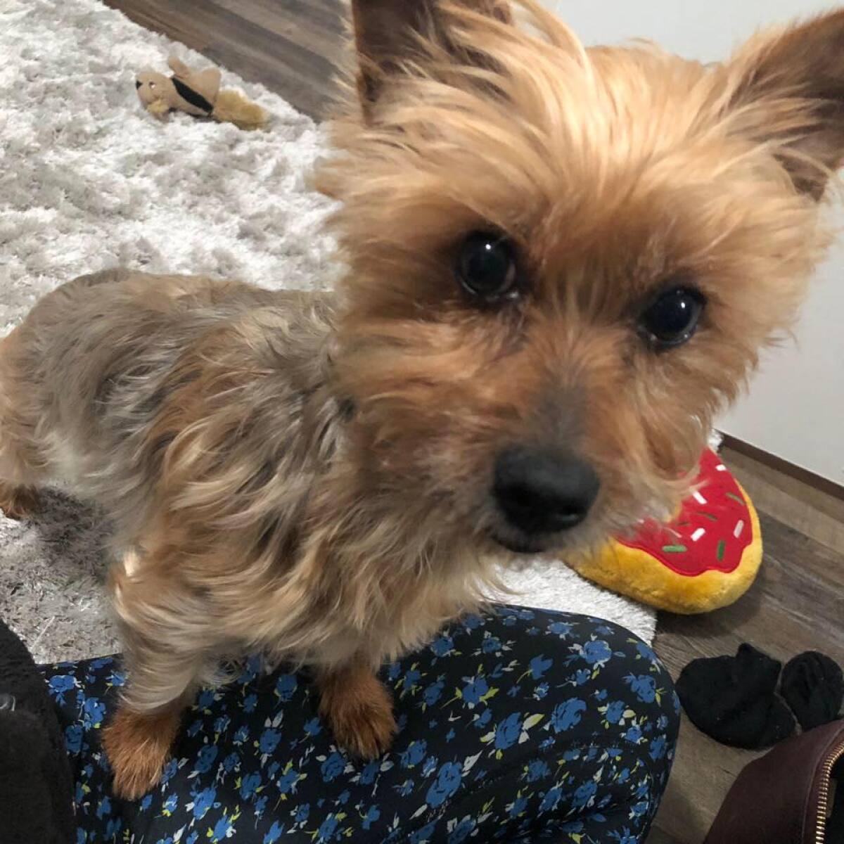 Presley, a Silky Terrier, was attacked and killed by coyotes last week in Santee.