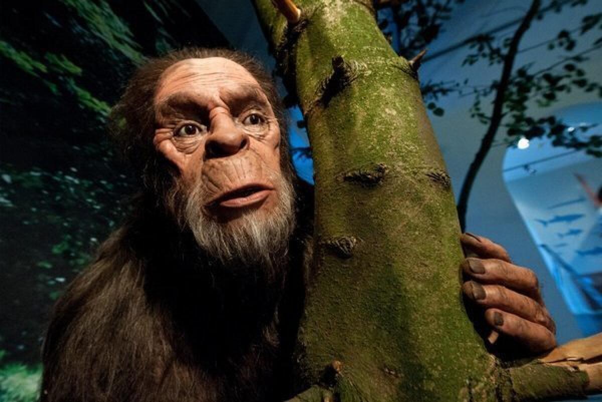 A representation of "Bigfoot" based on eyewitness reports on display at the Natural History Museum in Kassel, Germany.