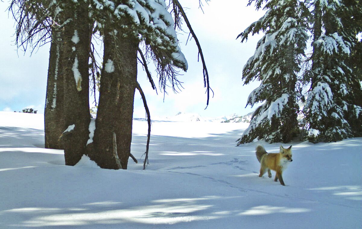 FILE - In this Dec. 13, 2014. file photo provided by the National Park Service from a motion-sensitive camera, a Sierra Nevada red fox walks in Yosemite National Park, Calif. The U.S. Fish and Wildlife Service announced Monday, Aug. 2, 2021, that it will list the red fox as an endangered species, estimating its population now totals fewer than 40 individuals in an area of California stretching from just south of Lake Tahoe to south of Yosemite National Park. (National Park Service via AP, File)
