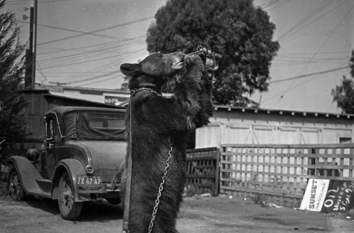 June 29, 1935: Muni the Bear drinks sugar water from a glass bottle.