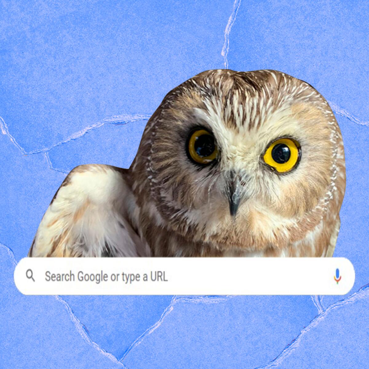 An illustration with a closeup photo of an owl above a Google search bar.
