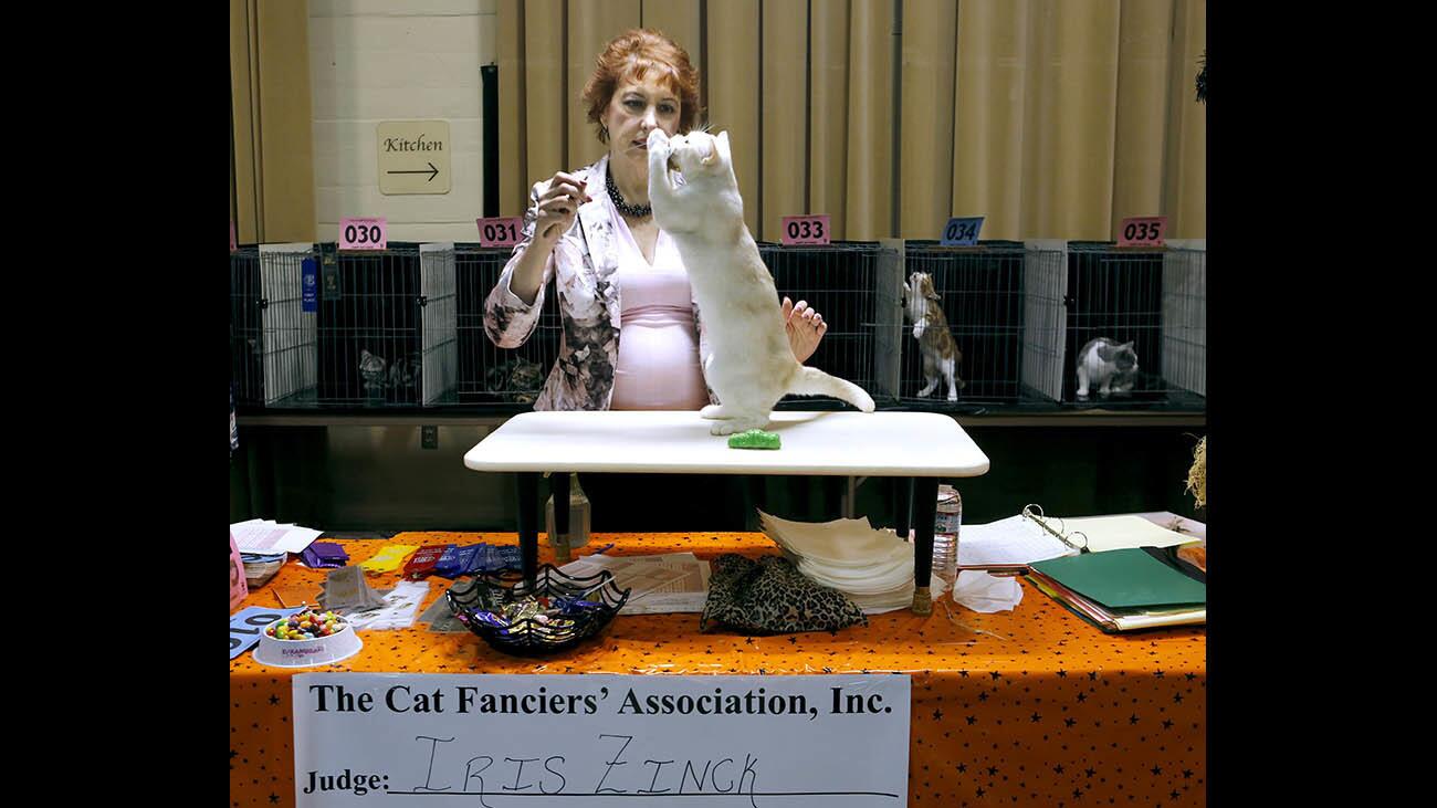 Photo Gallery: The Poinsettia City Cat Club & Abyssinian Breeders International Cats & Halloween Hats