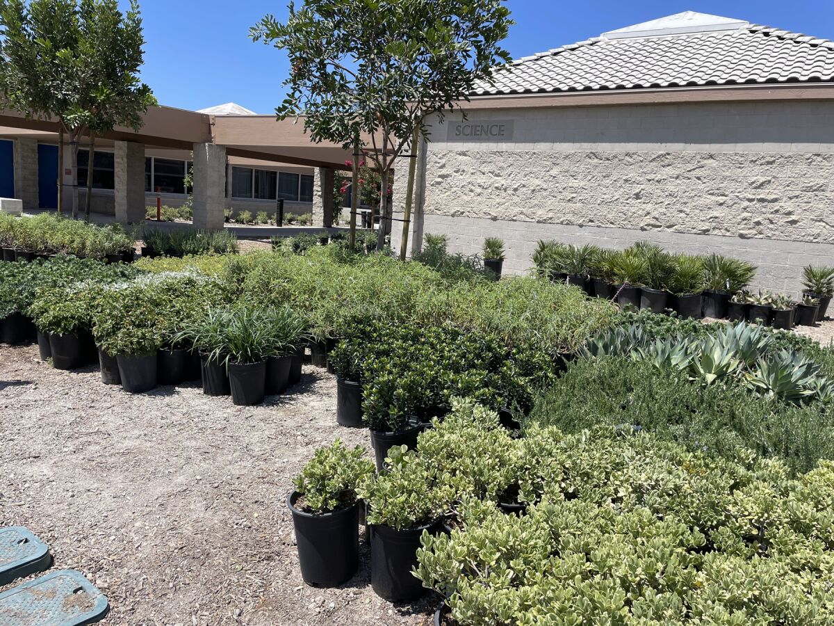 Thousands of drought-tolerant plants and shrubs before being planted throughout Rancho Bernardo High’s campus this summer.