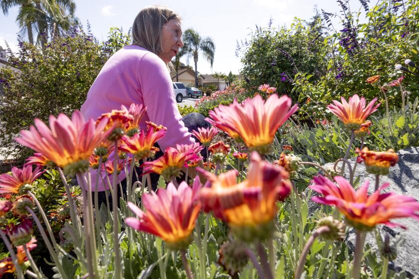 ENCINITAS, CA - MARCH 13, 2024: Melanie Cullen, winner of the San Dieguito Water District's 2023 WaterSmart landscape makeover contest, in the front yard of her Encinitas home on Wednesday, March 13, 2024. (Hayne Palmour IV / For The San Diego Union-Tribune)