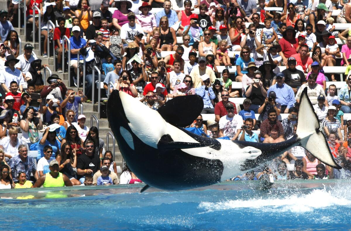 The crowd reacts to an orca during a performance at SeaWorld in San Diego in 2014.