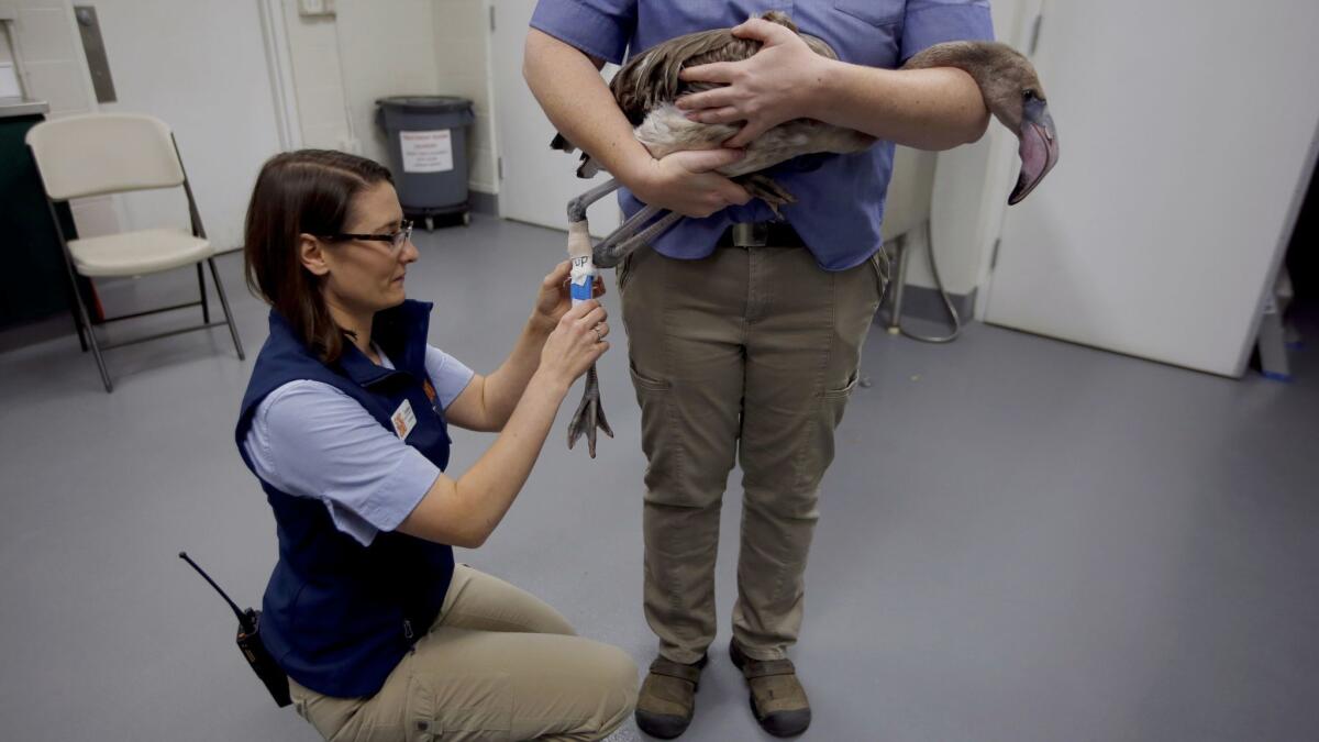 UC Davis veterinarian Dr. Jenessa Gjeltema examines a flamingo named Tiki.
