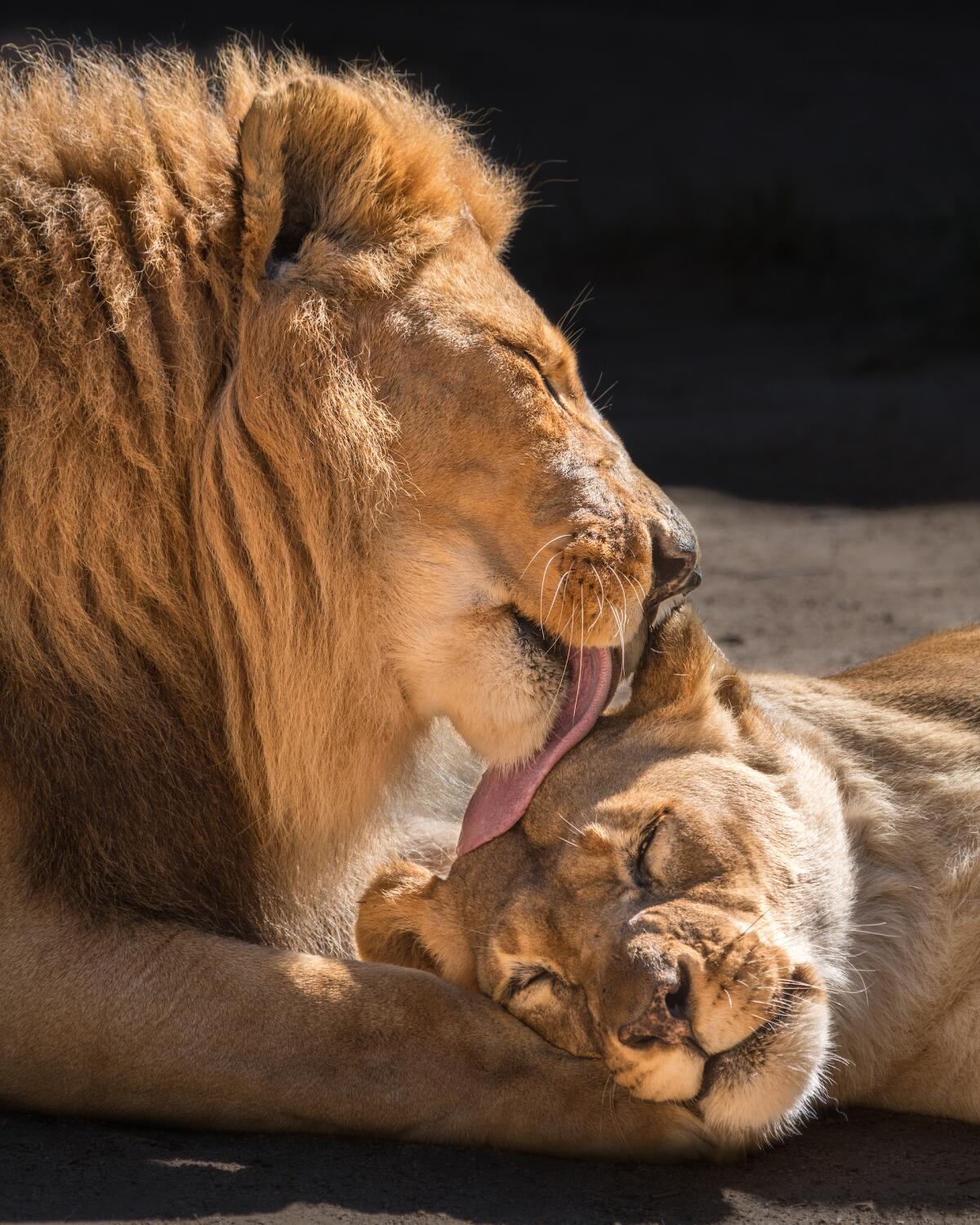 Hubert grooms his longtime companion, Kalisa, in March 2018.
