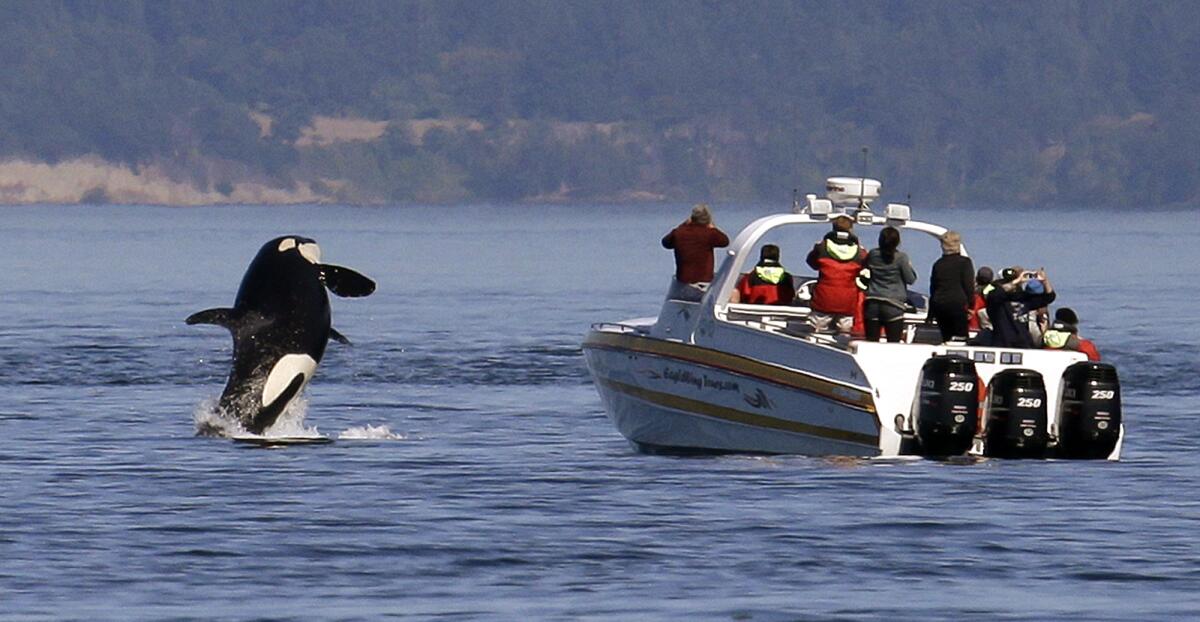 Een orka springt uit het water naast een kleine boot vol mensen.