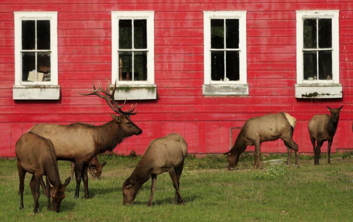 Giant Roosevelt elk graze in the tall grass next to an old red schoolhouse on the grounds of the Elk Country RV Resort in Trinidad, Calif.