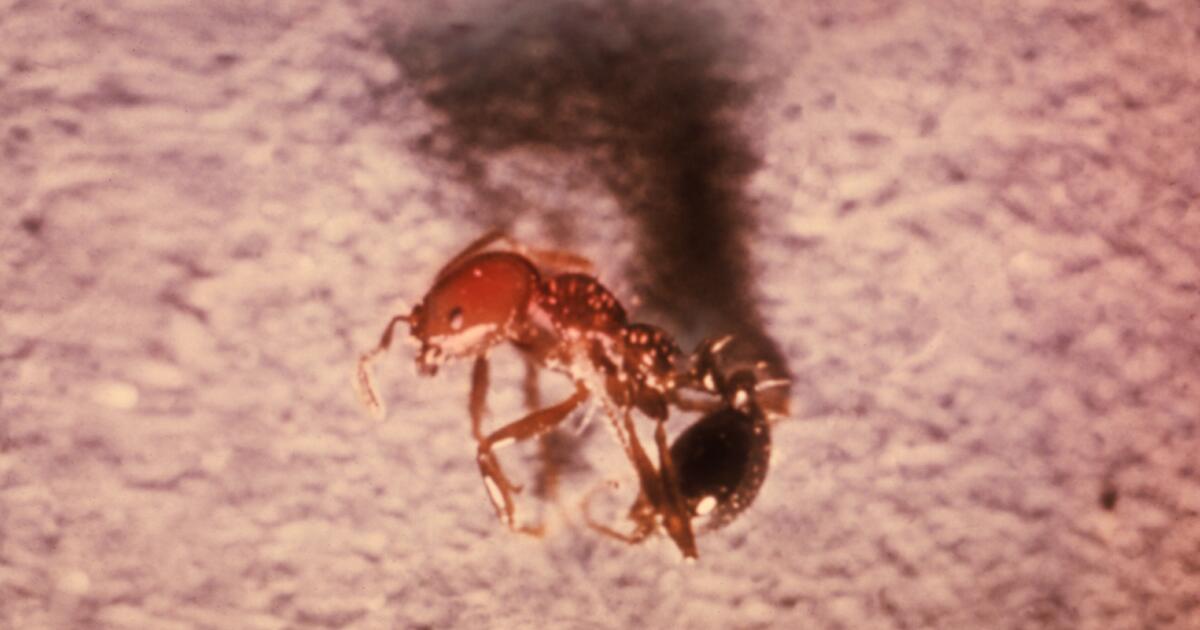 An ‘aggressive’ purple hearth ant has infested Santa Barbara County