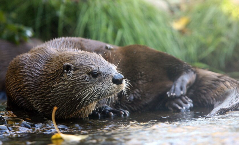 A river otter rests in its exhibit at the Woodland Park Zoo in Seattle.