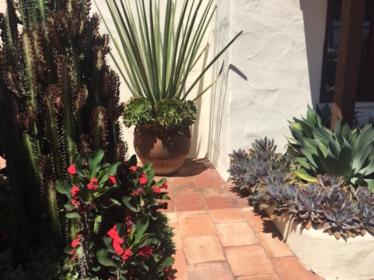 Botanist Steven Anthony of Distinctive Landscape Design will talk about “World Class Drought Tolerant Plants” at the RSF Historical Society event Sept. 21.