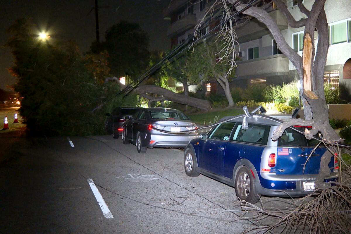 A fallen tree rests on power lines near parked cars.