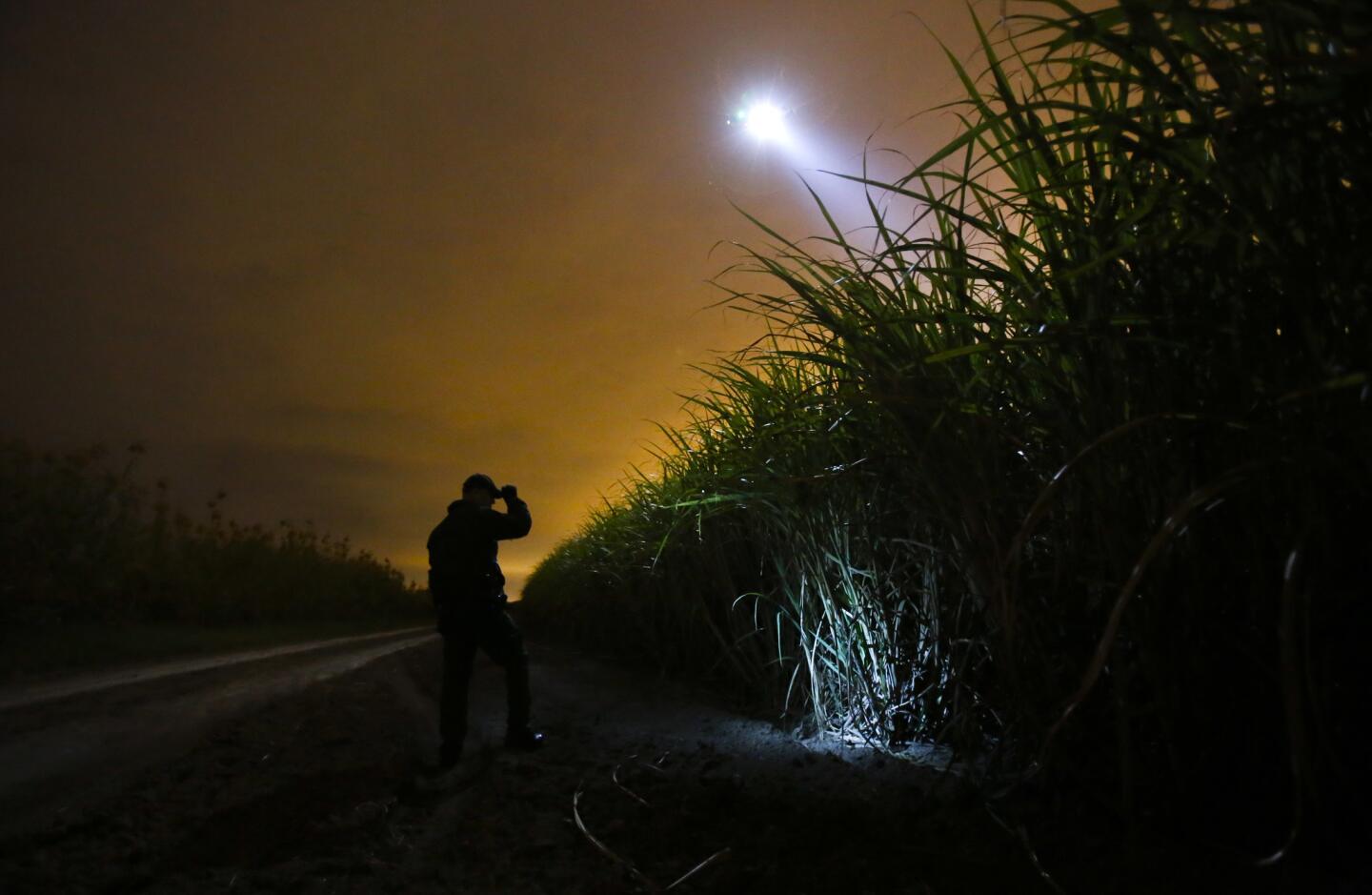 A border patrol agent and a helicopter search a sugar cane field for undocumented immigrants outside McAllen, Texas.