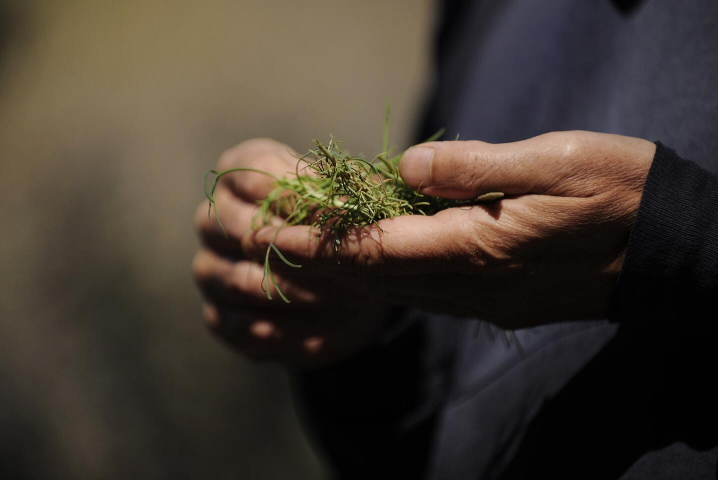 Foraging for food with Pascal Baudar