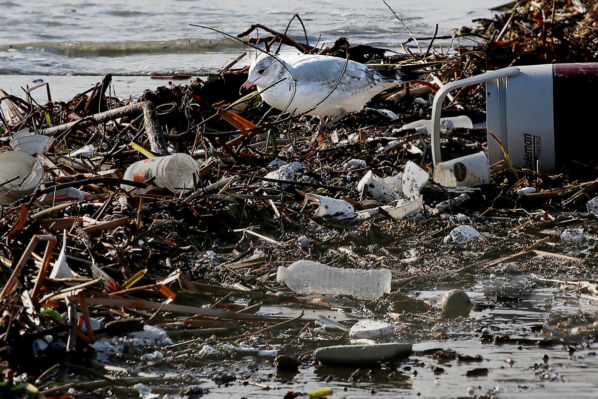 A seabird picks through debris on a beach 