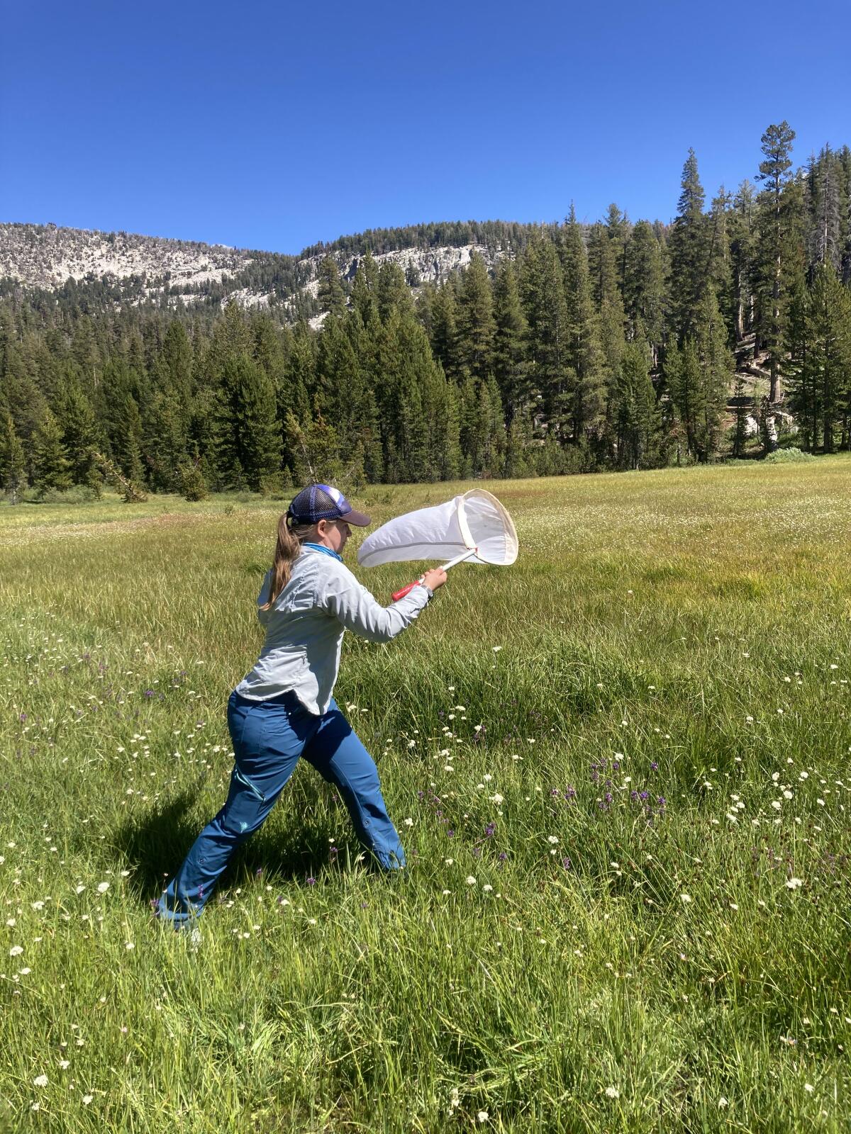 Hammer Lab researcher Kristal Watrous aims to net a bee in the Eastern Sierra Nevada in early September.