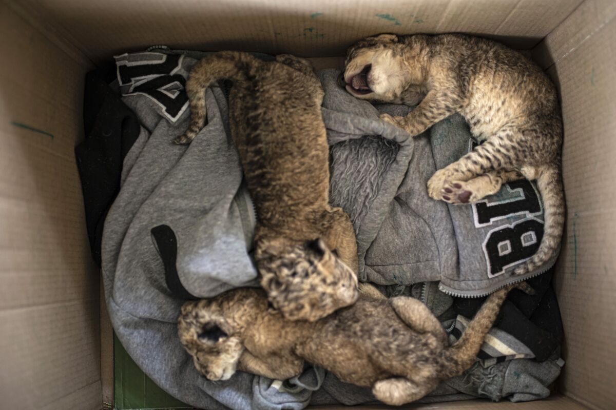 Tres cachorros de león recién nacidos permanecen en una caja de cartón en el zoológico de Nama, en Ciudad de Gaza, el sábado 13 de agosto de 2022. (AP Foto/Fatima Shbair)