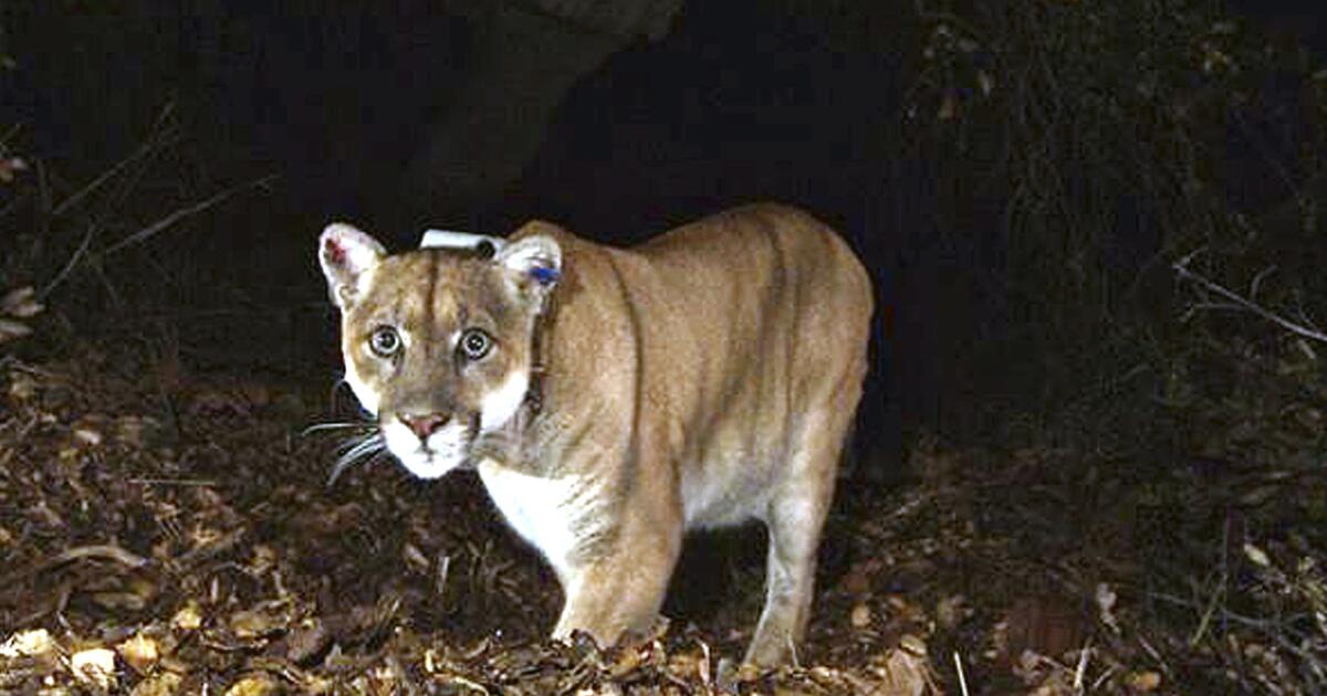 Mountain lion that attacked child had to be killed, experts say